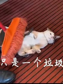 废物猫猫重生后