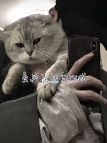 变成了相方的猫