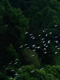 羈鳥恋旧林