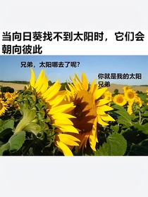 （乙向）什么都吃可还是要饿死了