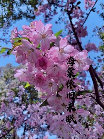 海棠依旧未眠