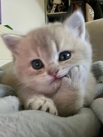 韩娱：绿卡她统治剋泡