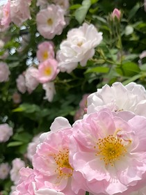 高中英语单词学习