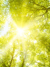 青竹巷（短篇）