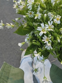 晚风无树不鸣蝉