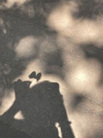 几片银杏叶的影子