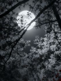 猪猪侠：暗灵王者