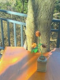 大力女修海王记